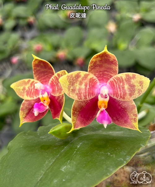 美琪園藝Miki Orchid - 品種庫